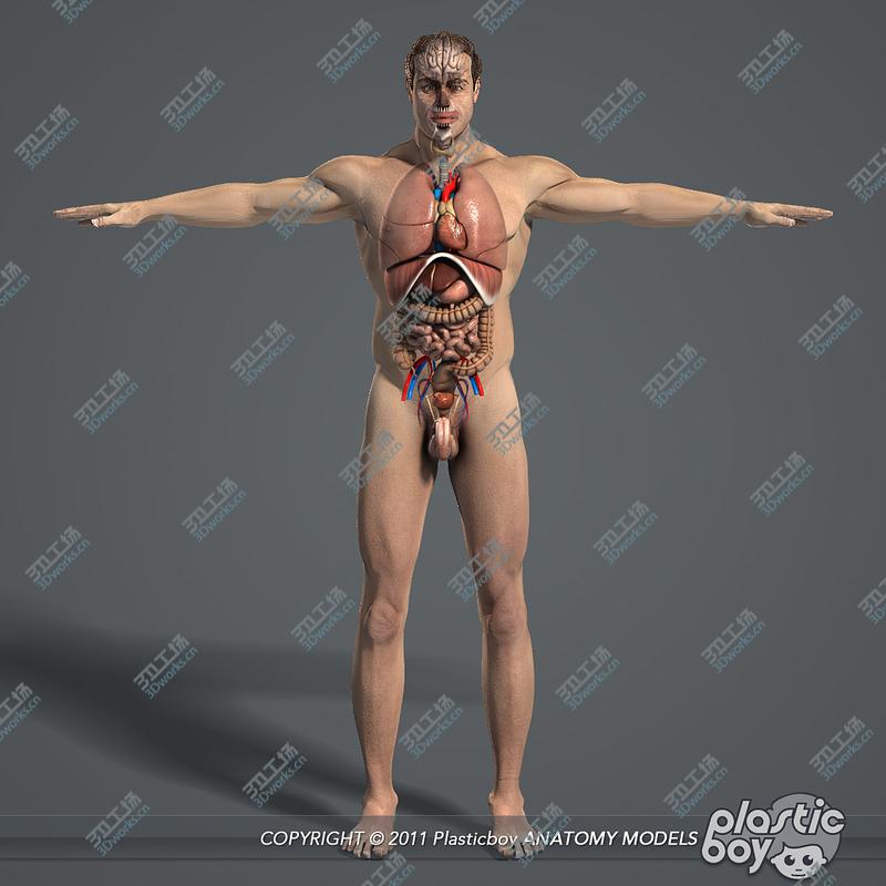 images/goods_img/2021040234/Internal Organs and Male Body Anatomy Pack V04 (Textured)/2.jpg